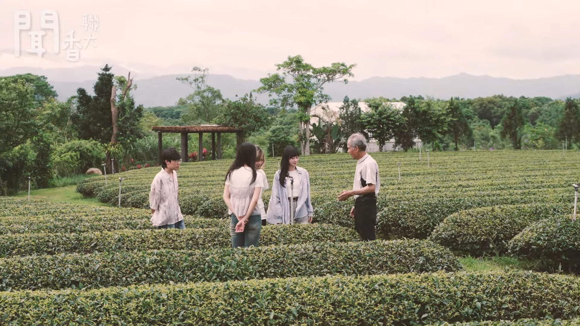 八甲茶園聞茶香